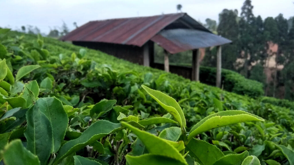 tea-plantations-in-fikkal