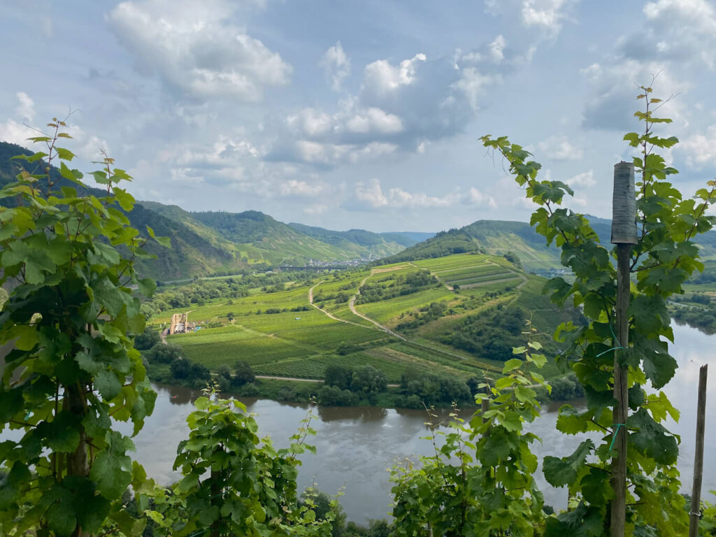 horseshoe bend of mosel in bremmer calmont through the vineyards