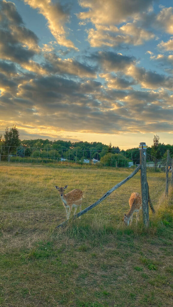 curious looking deers